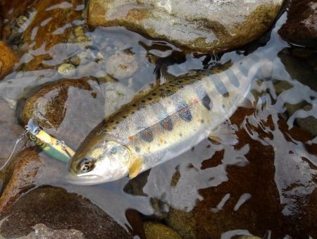 渓流ミノーイング ～長良川水系～